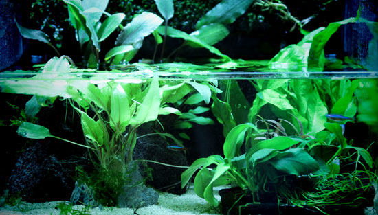 Cura dell'acquario