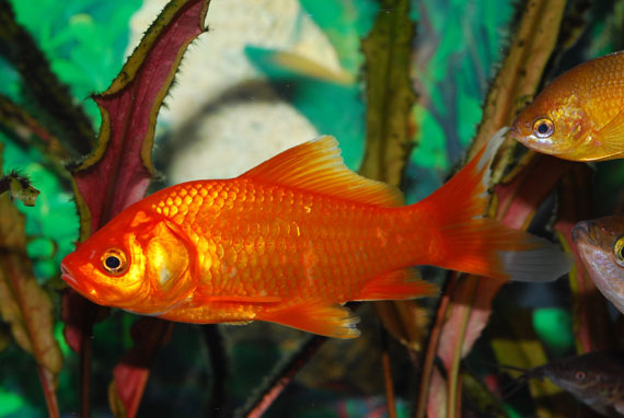 Pesce rosso